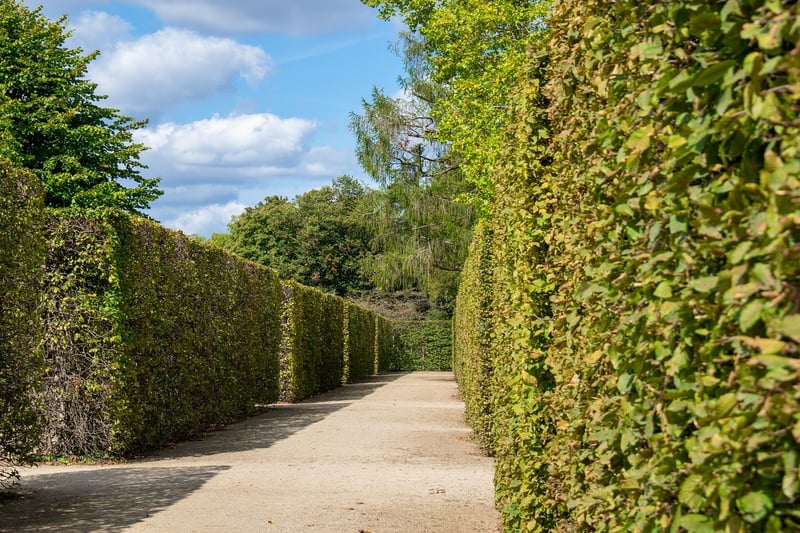 Mindful Walking